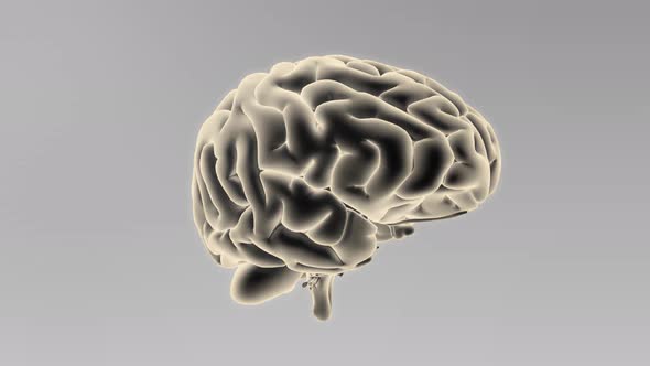 3D Animated Seamless Loop Of A Human Brain