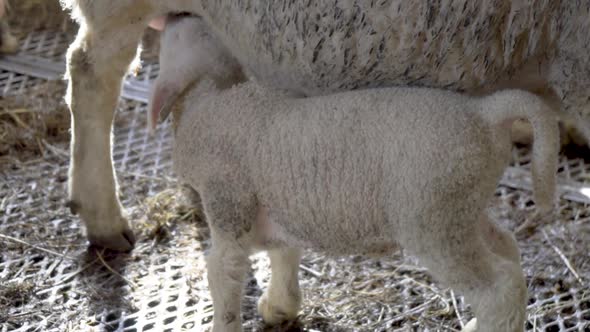 White lamb drinking milk from mother sheep_slomo