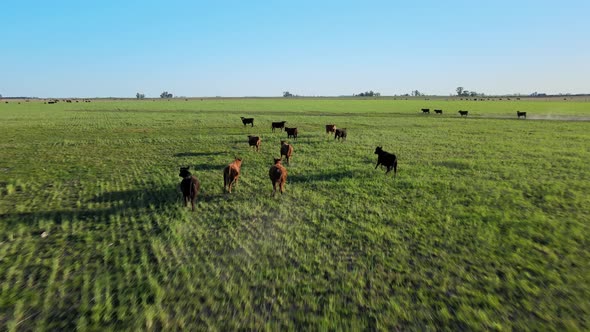 Startled cattle run away from approaching drone, lush green meadow
