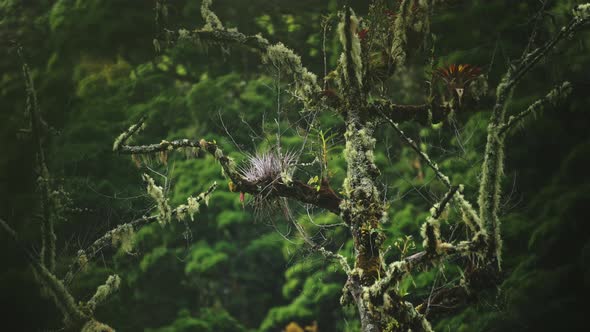 Lichen and Rainforest Trees Close Up Detail of Greenery and Lush Green Scenery with Tropical Plants,