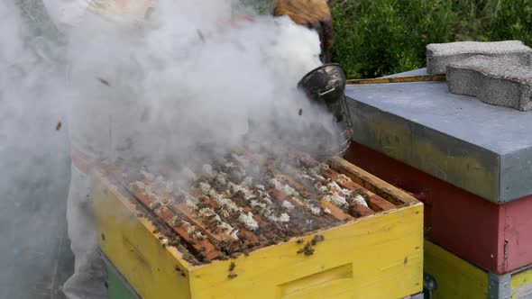 Beekeeper is working with bees and beehives