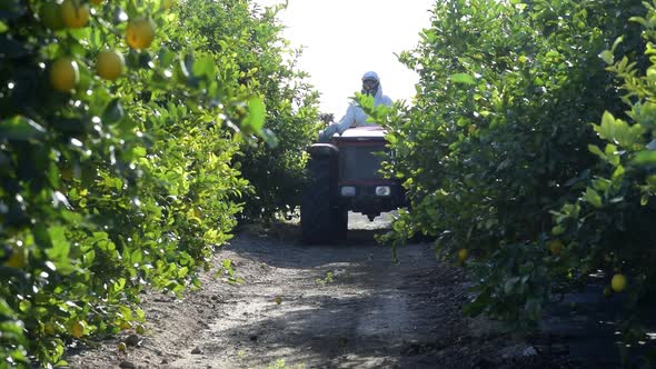 Atomizer tractor spraying pesticide and insecticide on lemon plantation in Spain