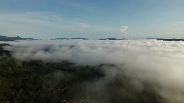 tropical forest and fog in Costa Rica. Peak against a clear sky. forest is a natural resource