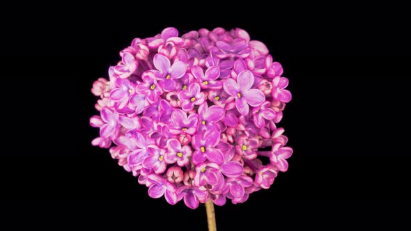 Beautiful Time Lapse of Opening Violet Flower of Lilac on a Black Background