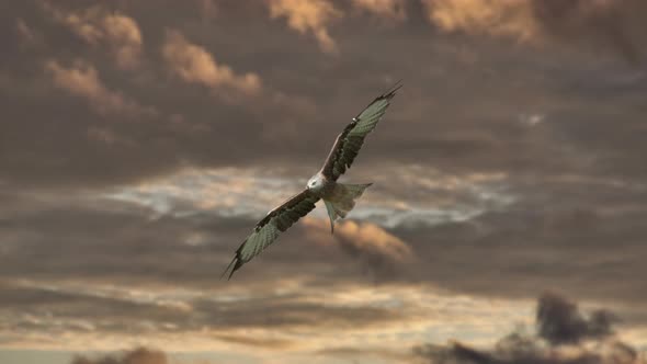 Red kite milvus soaring in the air during cloudy mystic day, close up track shot