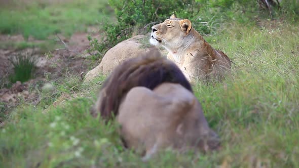 A male and female lion, Panthera leo rest in long grass around the edge of a waterhole at Kariega pr