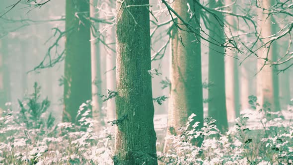 Magic December Forest with Sun Ray Light