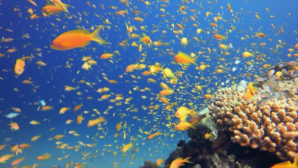 Tropical Colourful Underwater Seascape