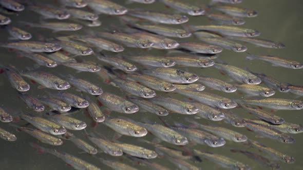 Crowd of wild small fishes swimming together underwater in river