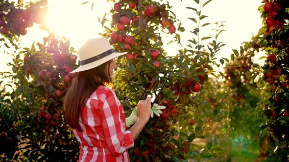 Apple Harvesting