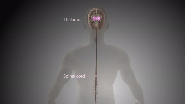 Signals from the spinal cord and transmitted to the brain