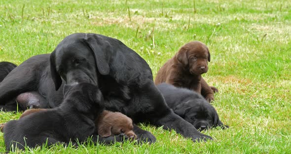 Black Labrador Retriever Bitch and Black and Brown Puppies on the Lawn, Licking, Normandy
