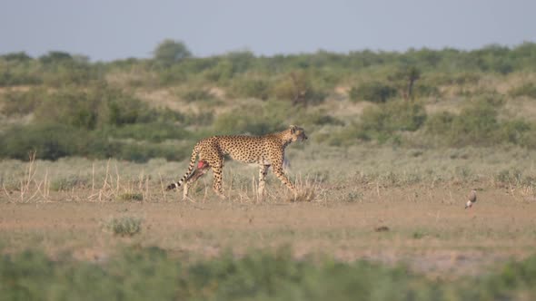 Wounded cheetah on the savanna 