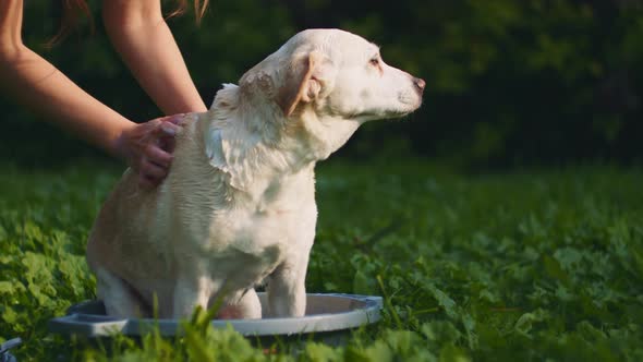 A person washing white Beagle-Labrador mix dog with soap, in the park