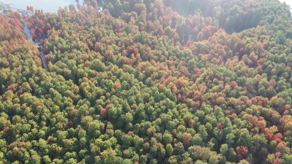 Autumn forest