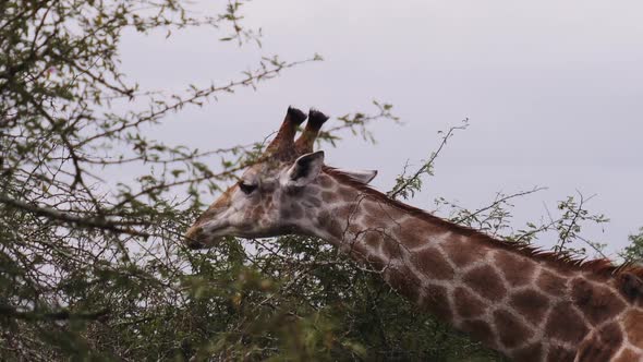 Eating Giraffe in Africa
