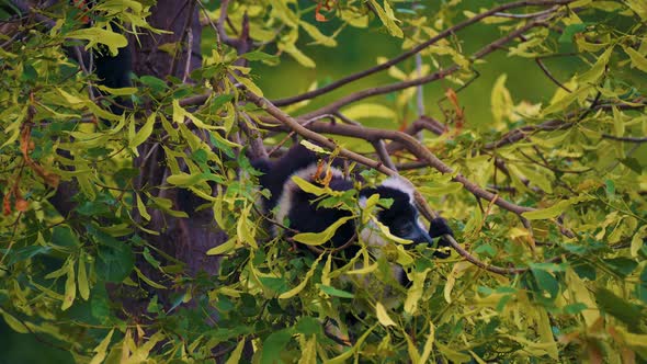 Blackandwhite Ruffed Lemur Eating Leaves
