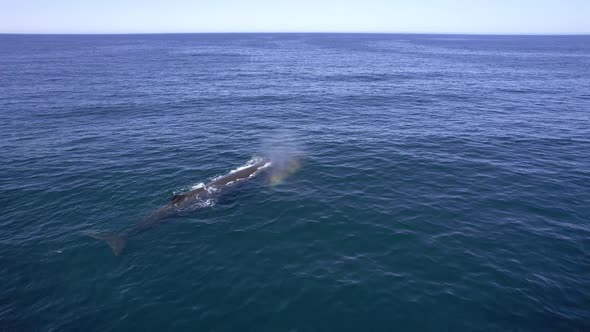 Drone Shot of Giant Sperm Whale From Back Swimming on Surface in the Ocean