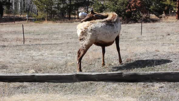 A small herd of segregated bull elk near Estes Park Colorado are grazing in early spring.  They are