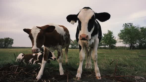 2 curious cows approach camera.