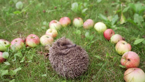 Spiny hedgehog sleeping among fresh apples placed nicely on grass