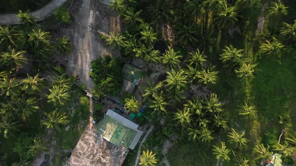 Aerial view drone flying Top-view of Coconut palm trees. Tropical palm trees. Beautiful nature in Th