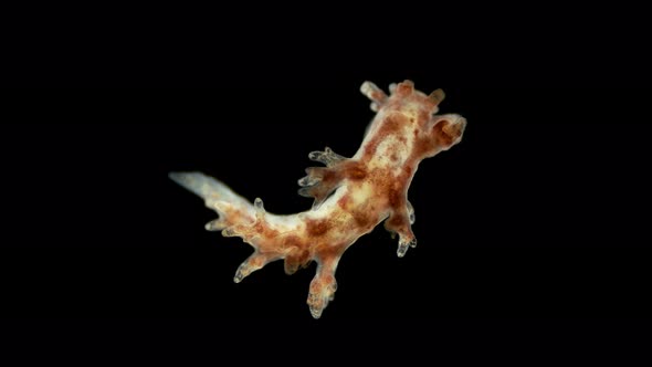 Sea Slug Dendronotus Sp. Under a Microscope, of the Dendronotidae Family. Very Beautiful and Unusual