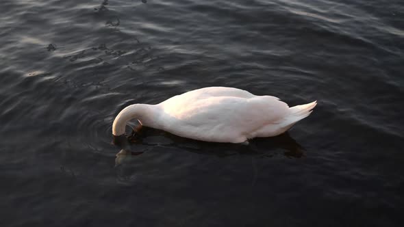 a swan swimming in slomotion from the top down