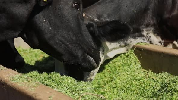 Close-up of Young Bull Calf and Mother Cow Eating Freshly Cultivated Grass from Farmyard Trough, Slo