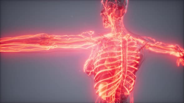 Blood Vessels of Human Body alt