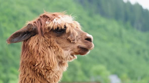 Close-up of the head of a brown llama. Lama in captivity at the zoo.