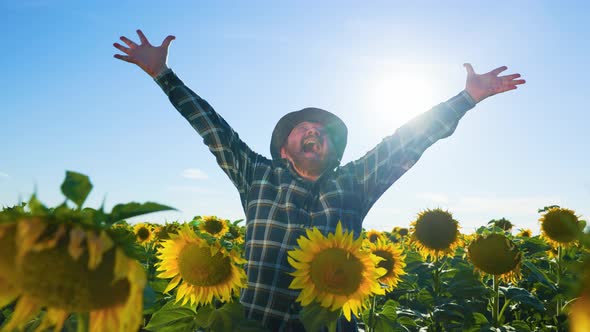 Screaming Satisfied Successful Elderly Farmer Raising Hands in Victorious Pose in Sunflower Crops