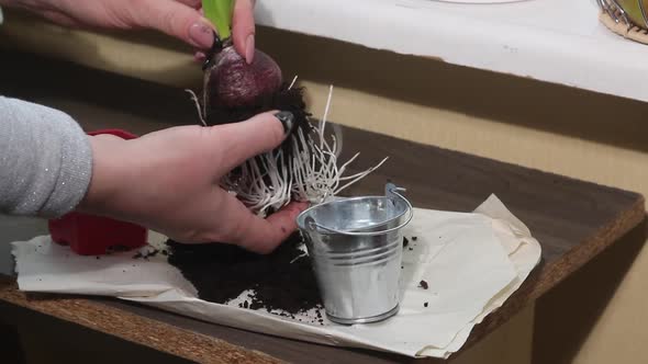 A Woman Cleans The Bulb And Hyacinth Roots From Excess Soil.