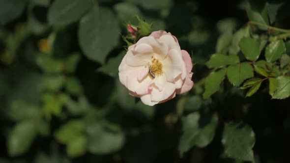 Rose Flower With Bee