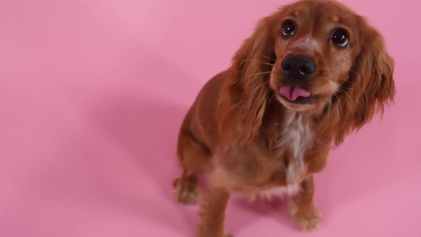Top View of Cute English Cocker Spaniel in Studio on Pink Background
