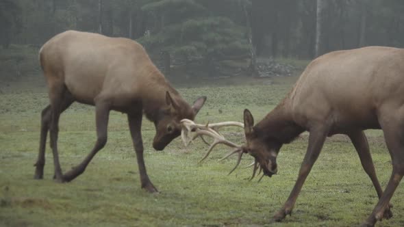 Male deer fighting in misty woods