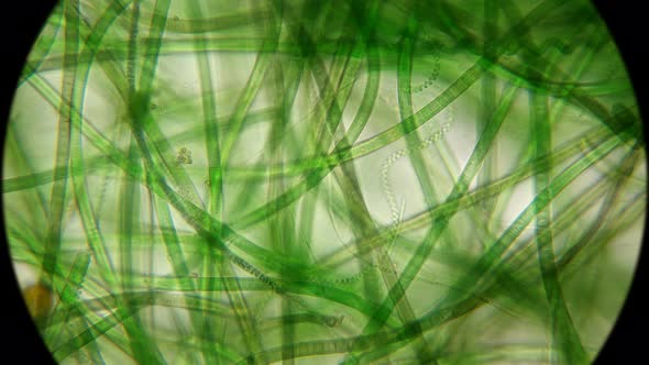 Movement of Live Algae 