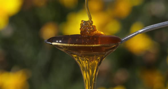 Honey Pouring On Spoon