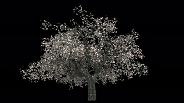 Cherry Tree Loop alt