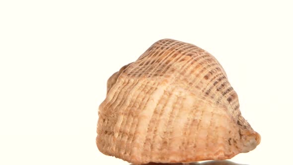 Round Sea Shell on White, Rotation, Close Up