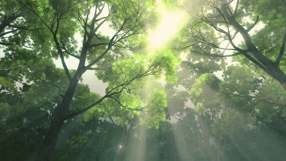 A beam of sunlight through the lush forests.