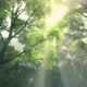 A beam of sunlight through the lush forests. - VideoHive Item for Sale