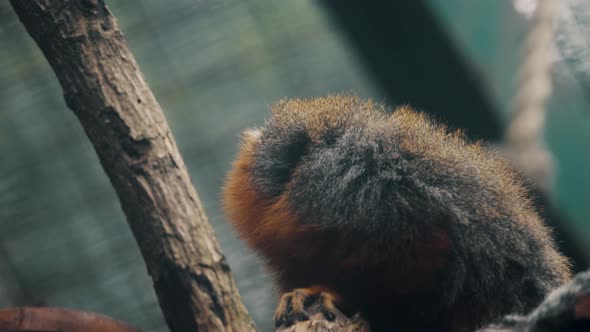 White-tailed Titi Looking Around, Sitting On A Branch - close up