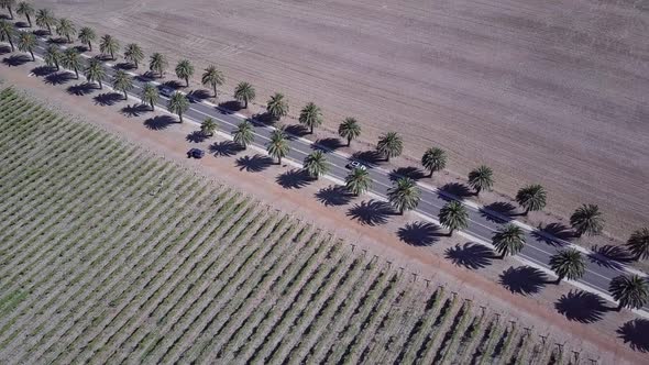 Palm-Tree Lined Seppeltsfield Road With Traveling Cars In The Barossa Valley, Adelaide, South Austra