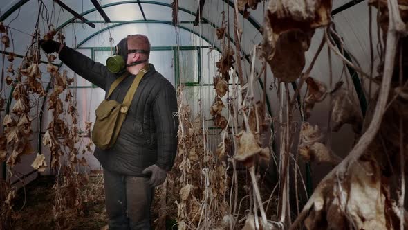 Survivalist with Gas Mask in Telogreika Checks Crop of Cucumbers in Greenhouse