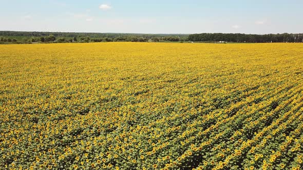 Sunflower Field