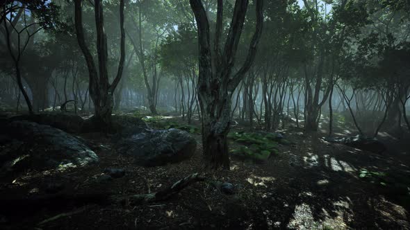 Sunrays in a Forest on a Hazy Morning