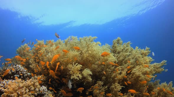 Coral Garden Underwater