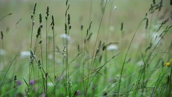 Green grass blades