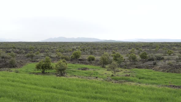 Basalt Plateau